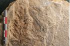 Foto (Detailansicht) von Voltzia heterophylla Brongniart (NHMW-GEO-2024-0188-11131)